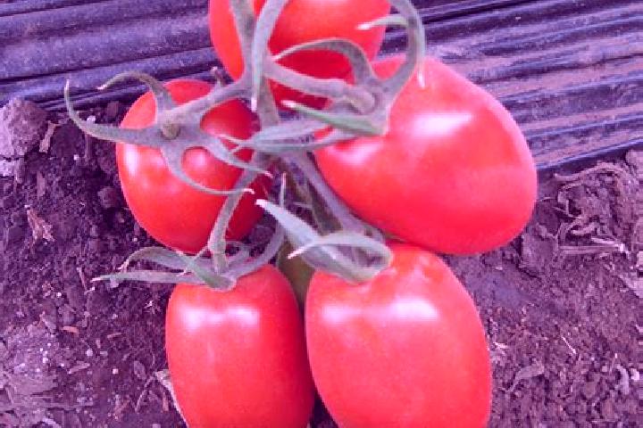 escort Tomate Rio Manso
