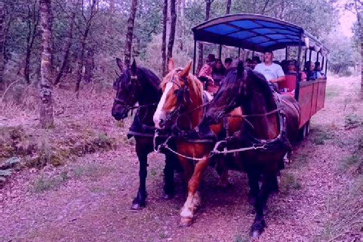 escort Tortequesne