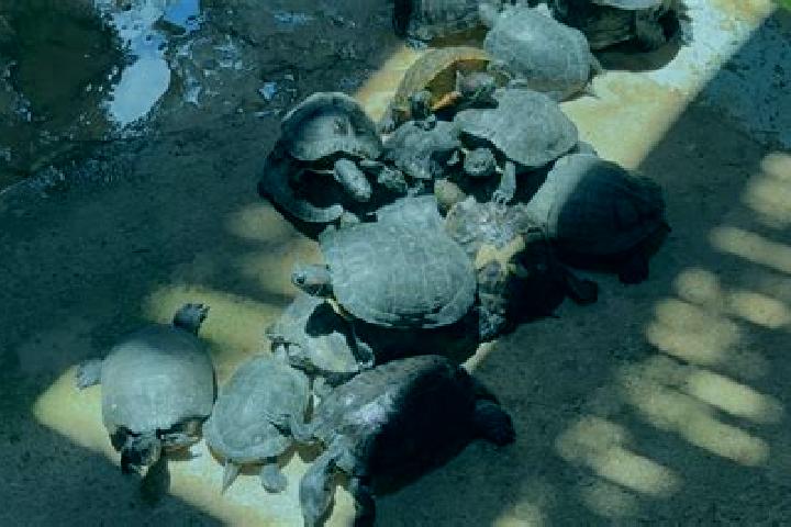 escort Tortugas (Las Conchas)