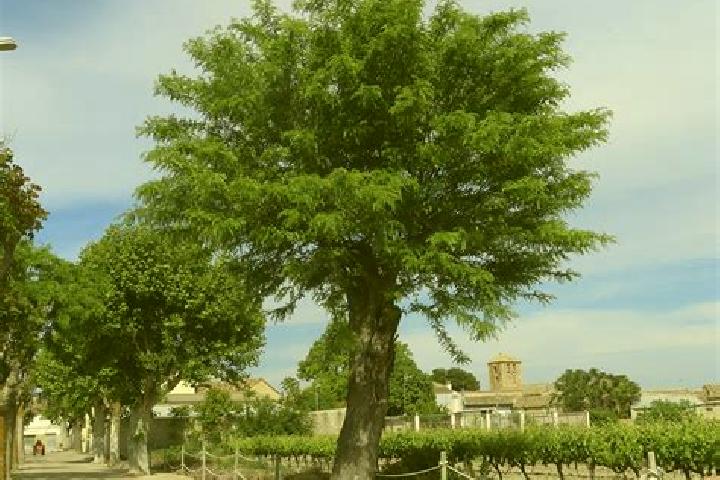escort Tres Algarrobos