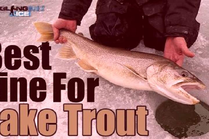 escort Trout Lake