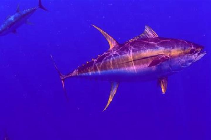 escort Tuna Mansa