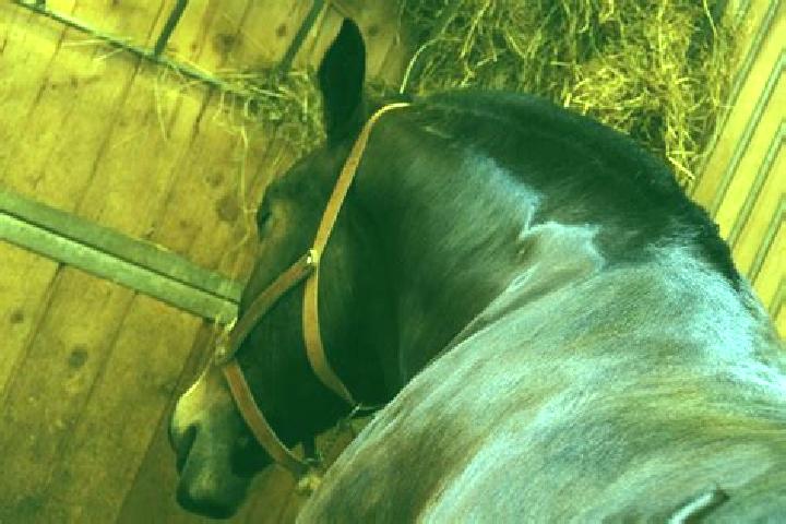 escort Varennes-Saint-Sauveur