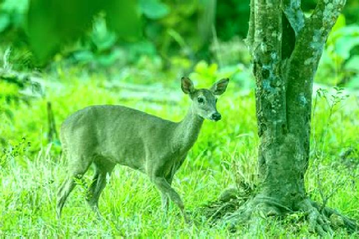 escort Venado