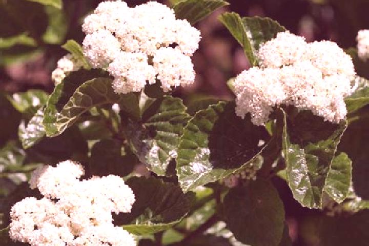 escort Viburnum
