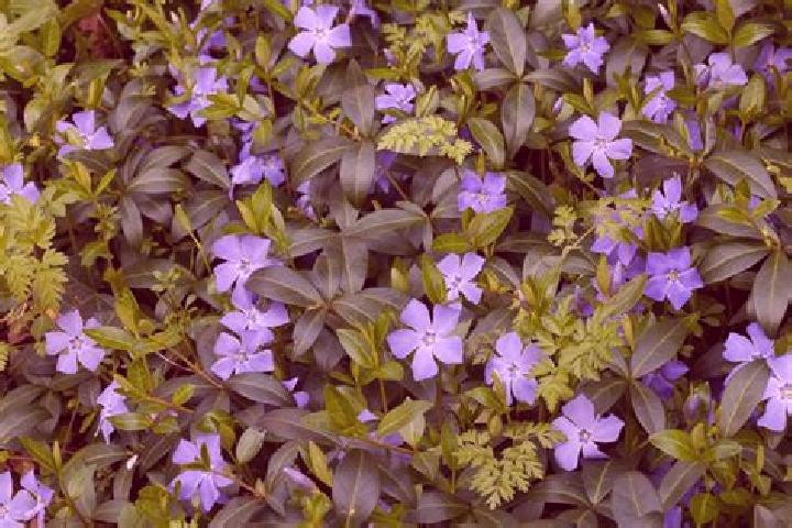 escort Vinca