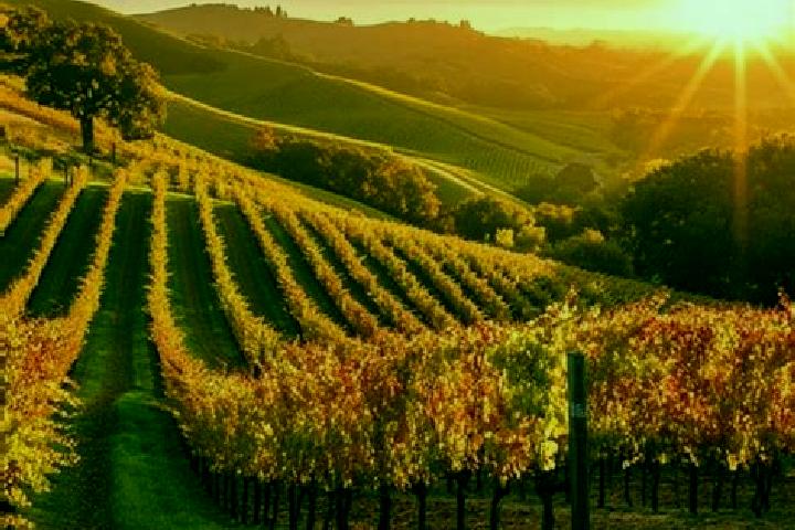 escort Vineyard