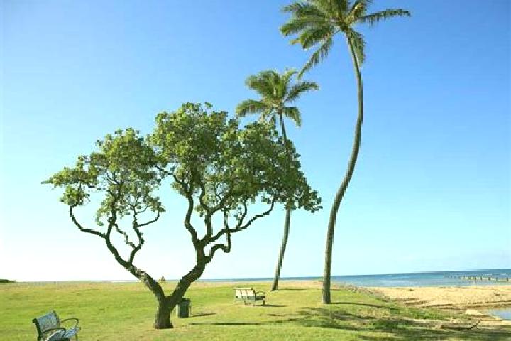 escort Waialae - Kahala