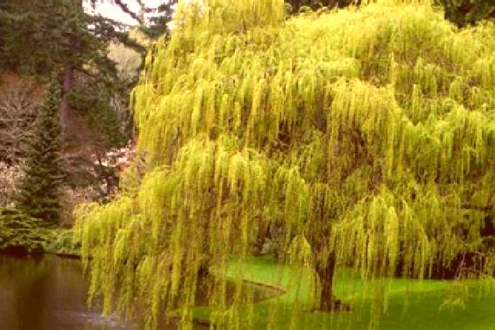 escort Weeping Water