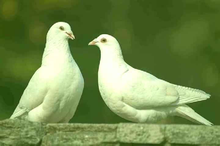 escort White Pigeon