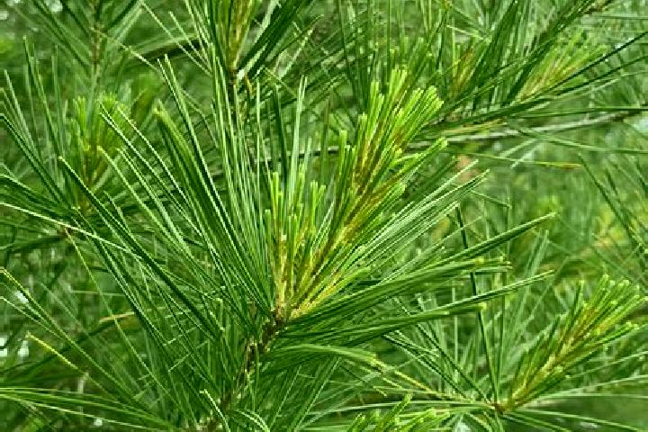 escort White Pine