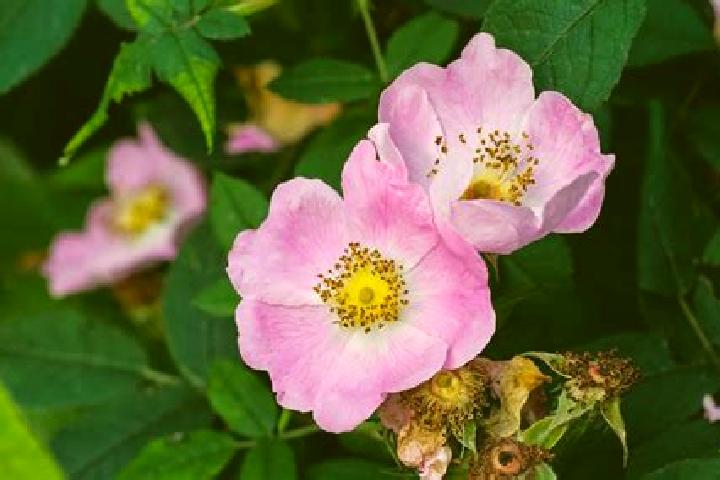 escort Wild Rose