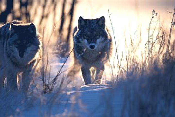 escort Wilkow Wielki