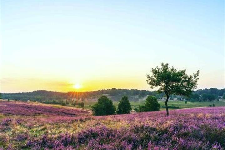 escort Woenselse Heide