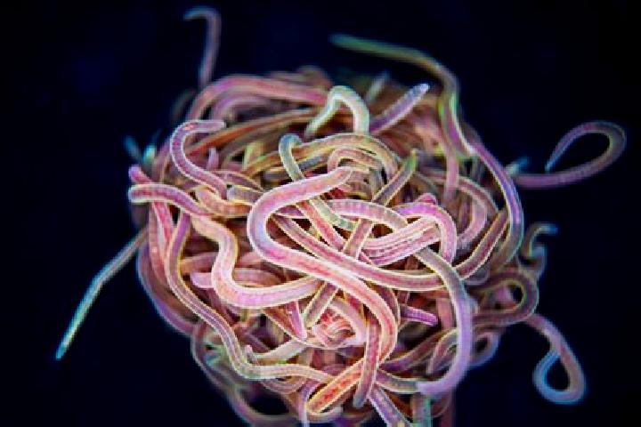 escort Worms