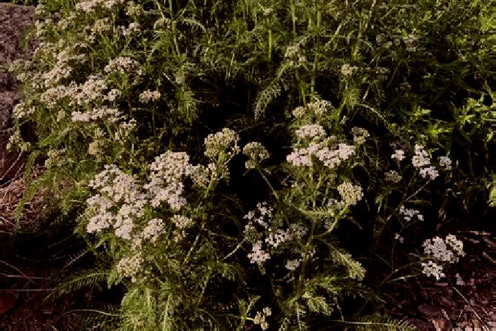escort Yarrow