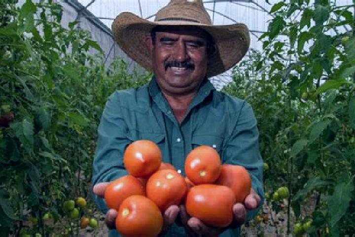 Escorts Agronomos Mexicanos, Mexico — Local Companions