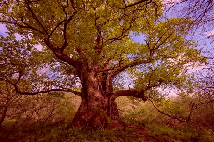 Escorts Ancient Oaks, United States — Local Companions
