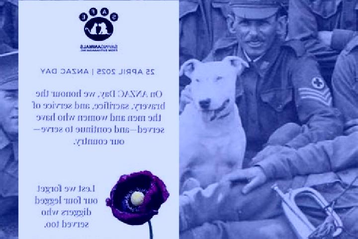 Escorts Anzac, Canada — Local Companions