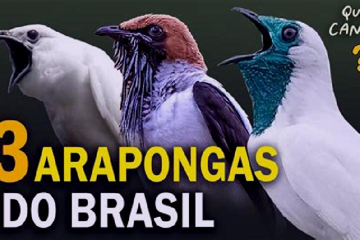 Escorts Araponga, Brazil — Local Companions