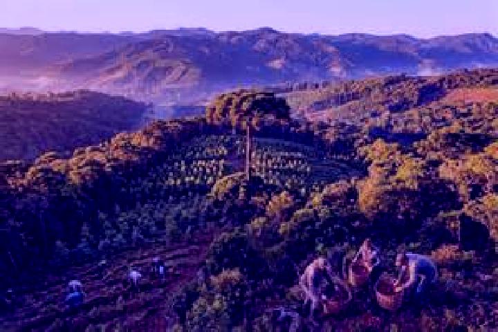 Escorts Araucaria, Brazil — Local Companions