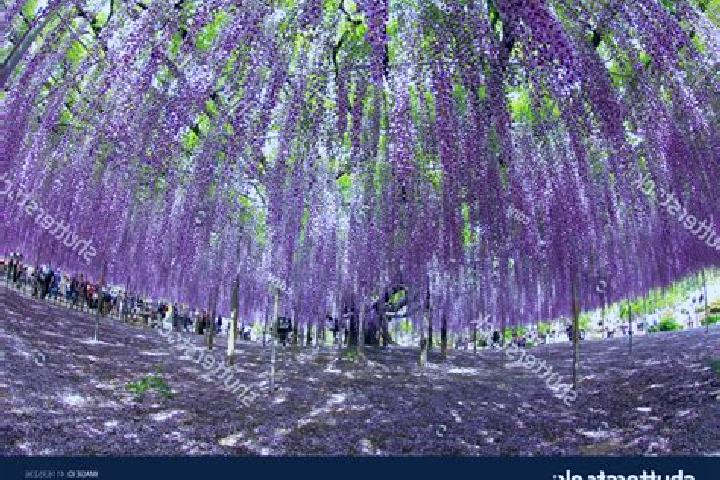 Escorts Ashikaga, Japan — Local Companions