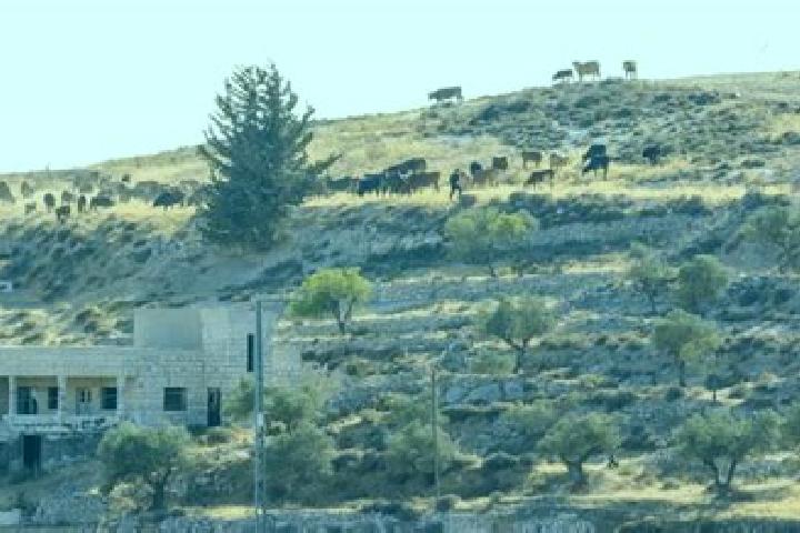 Escorts At-Taybeh, Jordan — Local Companions