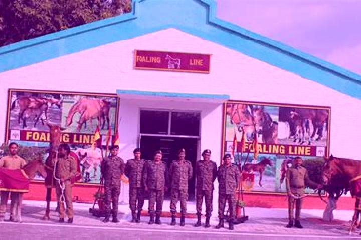 Escorts Babugarh, India — Local Companions