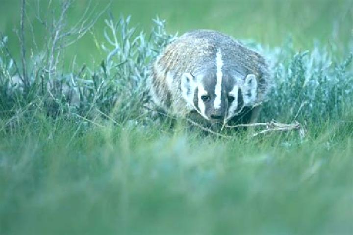 Escorts Badger, Canada — Local Companions