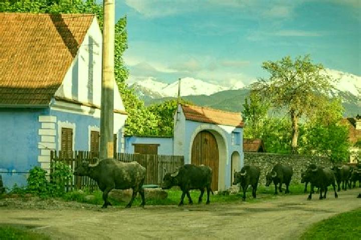 Escorts Bala de Sus, Romania — Local Companions
