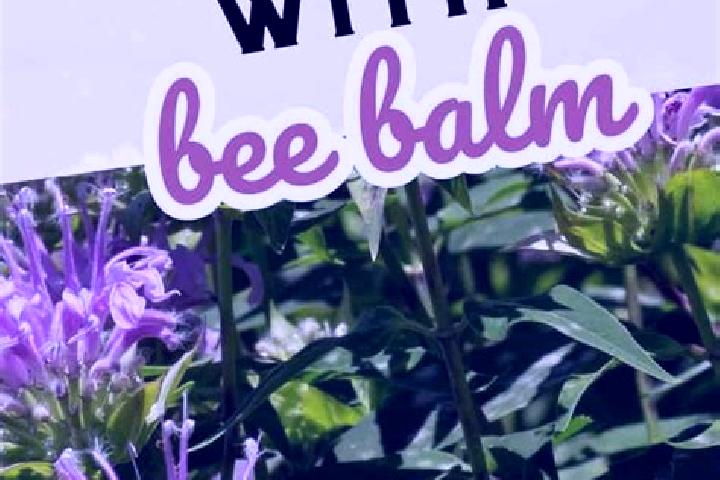 Escorts Balm, United States — Local Companions