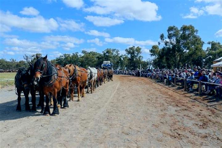 Escorts Barellan, Australia — Local Companions