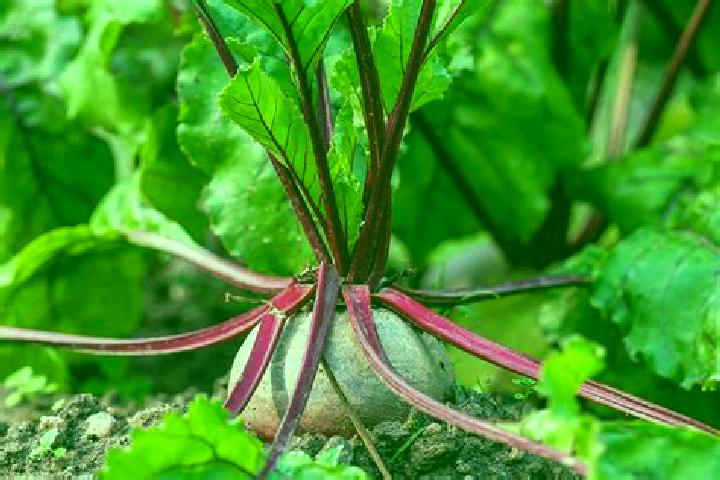 Escorts Beets, Netherlands — Local Companions