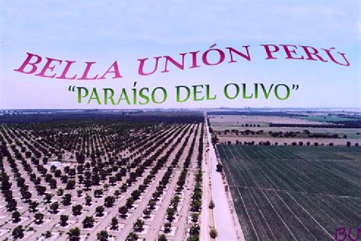 Escorts Bella Union, Peru — Local Companions