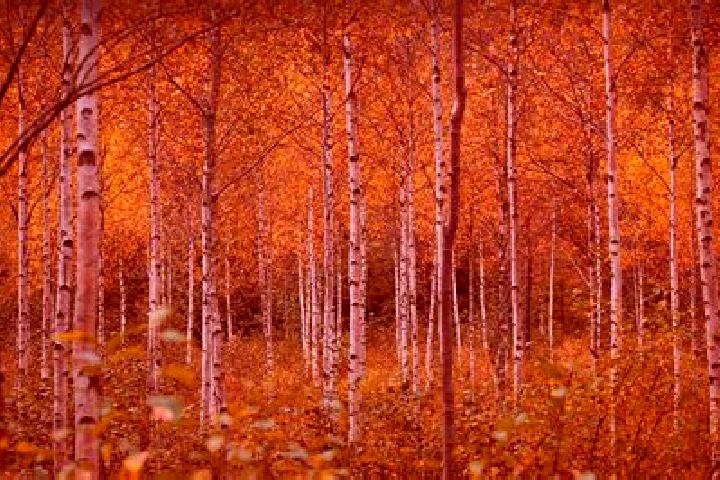 Escorts Birch Tree, United States — Local Companions