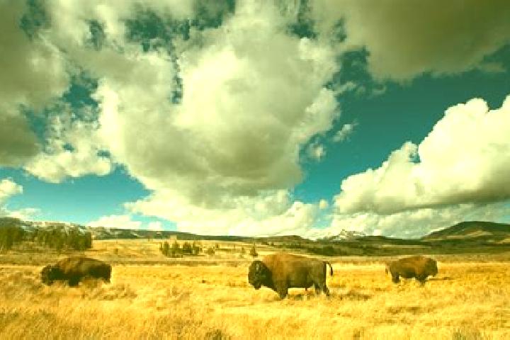 Escorts Bison, United States — Local Companions