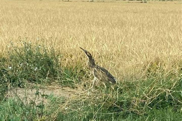 Escorts Bittern, Australia — Local Companions