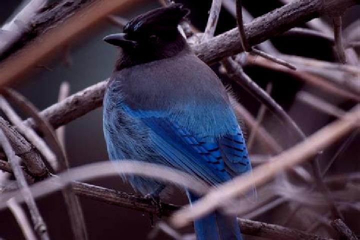 Escorts Blue Jay, United States — Local Companions