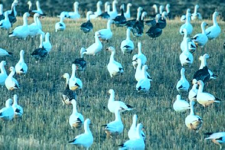 Escorts Blue Quill, Canada — Local Companions