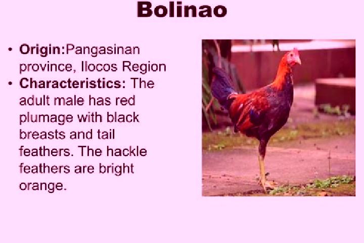Escorts Bolilao, Philippines — Local Companions