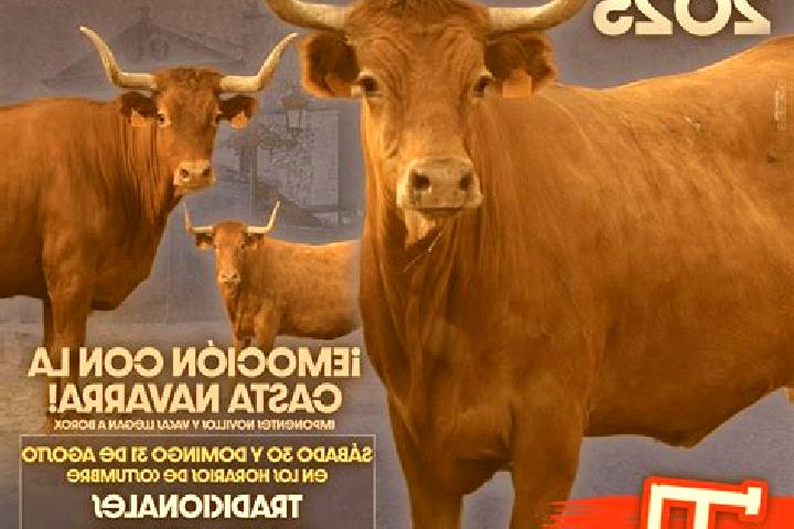 Escorts Borox, Spain — Local Companions