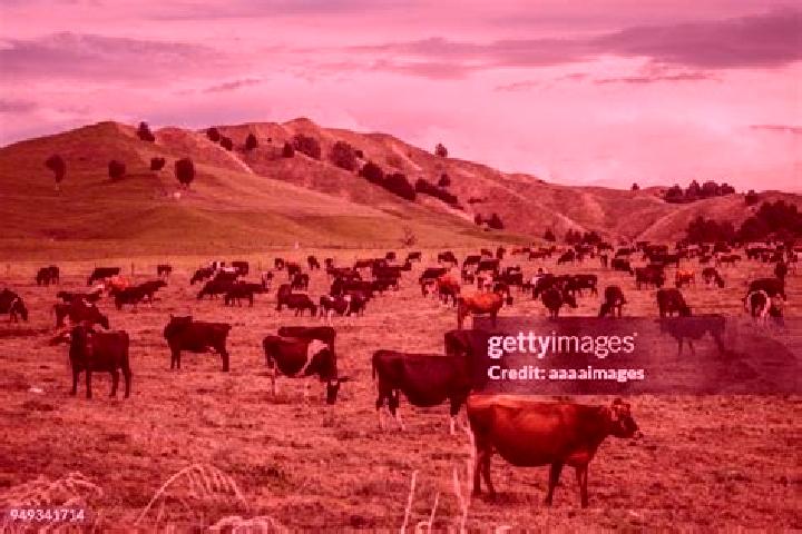 Escorts Bulls, New Zealand — Local Companions