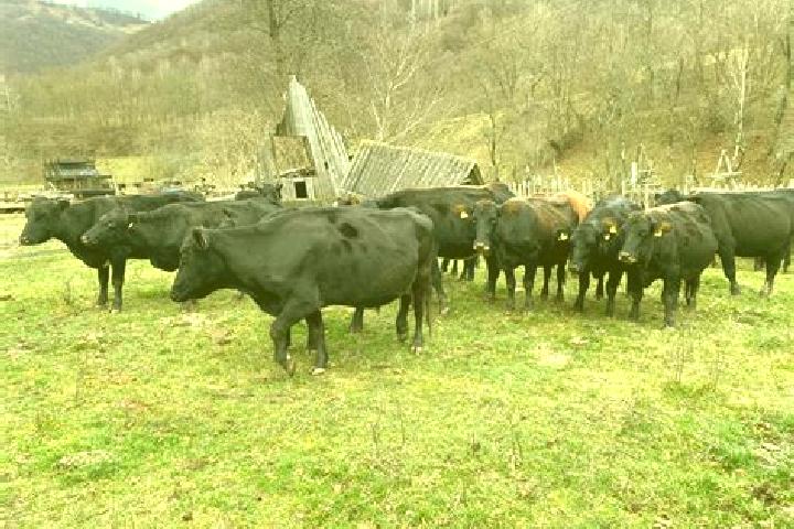 Escorts Cainenii Mari, Romania — Local Companions