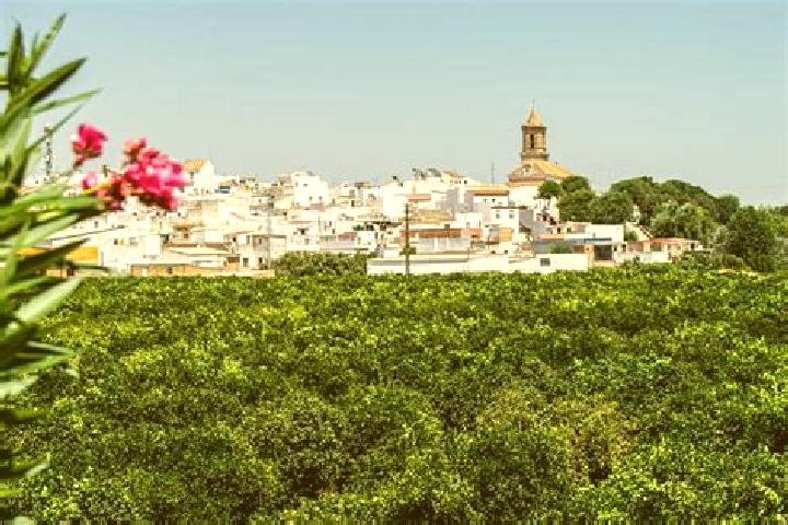 Escorts Cantillana, Spain — Local Companions