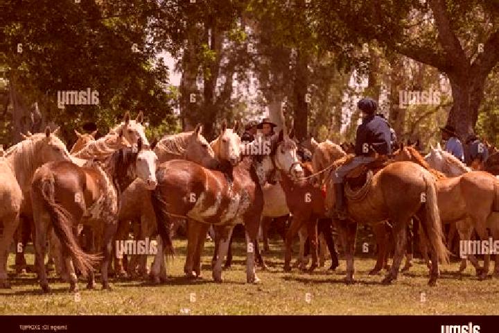 Escorts Carmen de Areco, Argentina — Local Companions