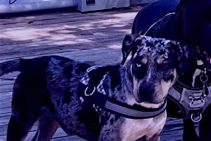 Escorts Catahoula, United States — Local Companions