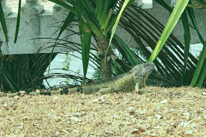 Escorts Cerro las Iguanas, Mexico — Local Companions