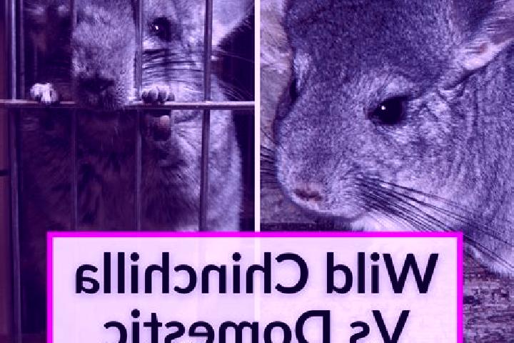 Escorts Chinchilla, Australia — Local Companions