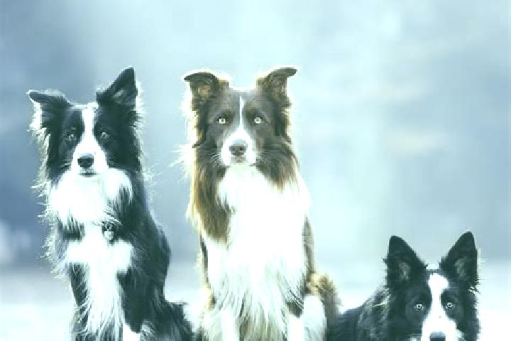 Escorts Collie, Australia — Local Companions