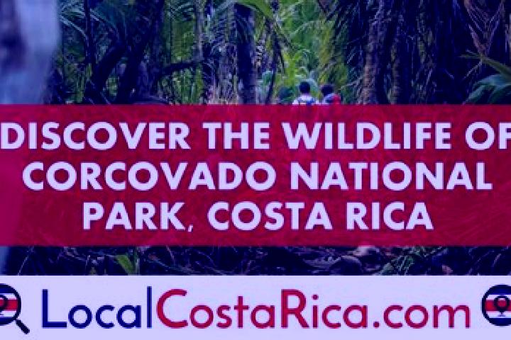 Escorts Corcovado, Mexico — Local Companions